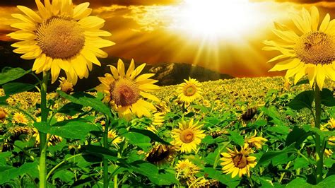 Sunshine And Flowers Wallpapers Top Free Sunshine And Flowers