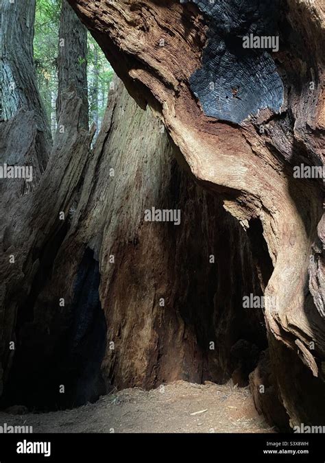 Redwood Tree Cave Stock Photo Alamy