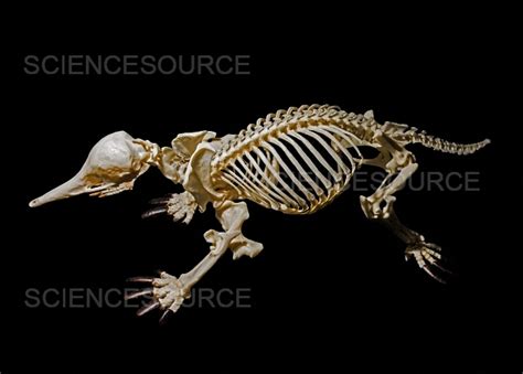 Short Beaked Echidna Skeleton Stock Image Science Source Images
