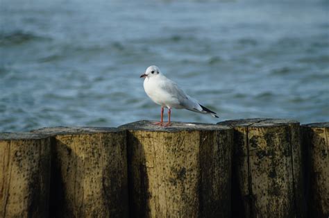 Fotos Gratis Mar Costa Agua Naturaleza Oceano Pájaro Viento
