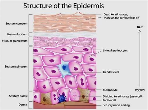 Structure Of Epidermis Modified From Download Scientific Diagram