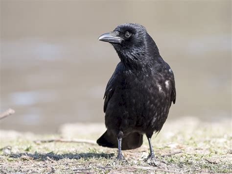 Carrion Crow Ebird