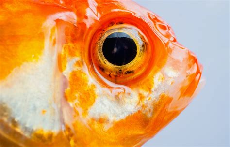 Fish Eye Disease