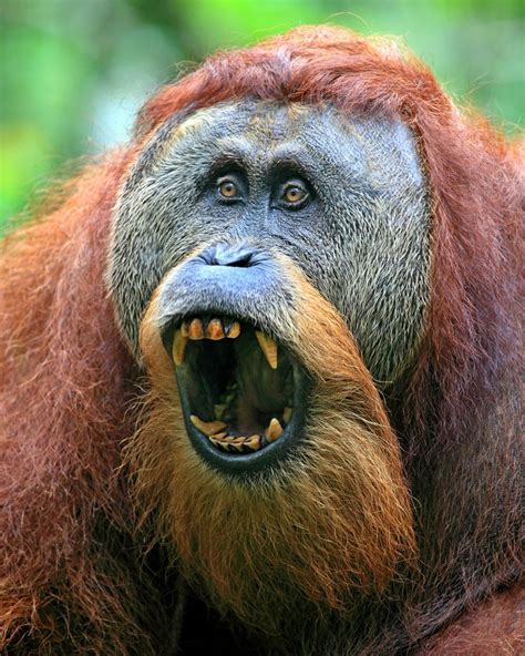 Sumatran Orangutan Sumatran Orangutan Orangutan Endangered Animals