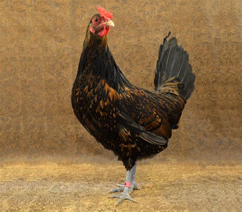 Redcap Chicken - The Livestock Conservancy