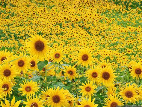 46 Field Of Sunflowers Wallpaper Wallpapersafari
