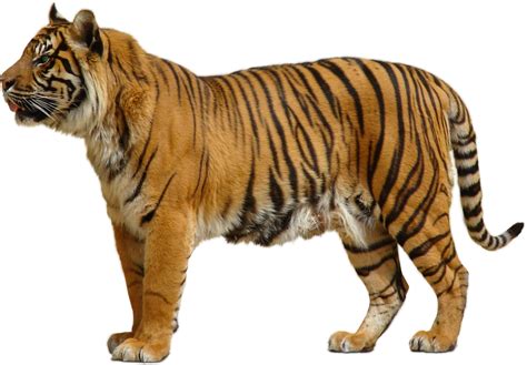 Tiger Png By Sabirpure On Deviantart