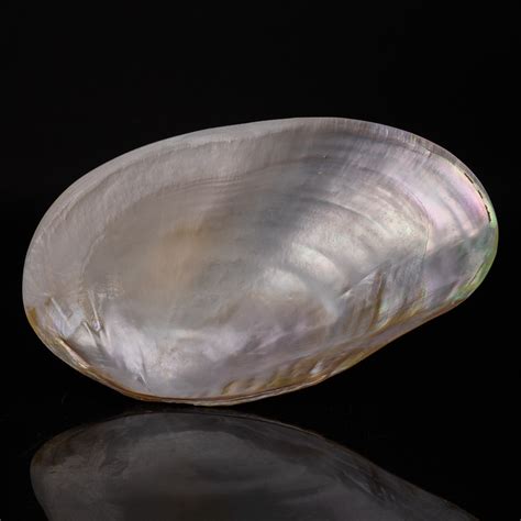 Genuine Pearl Clam Astro Gallery Touch Of Modern