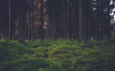 3840x2400 Wallpaper moss, trees, forest | Forest pictures, Fern forest, Forest wallpaper
