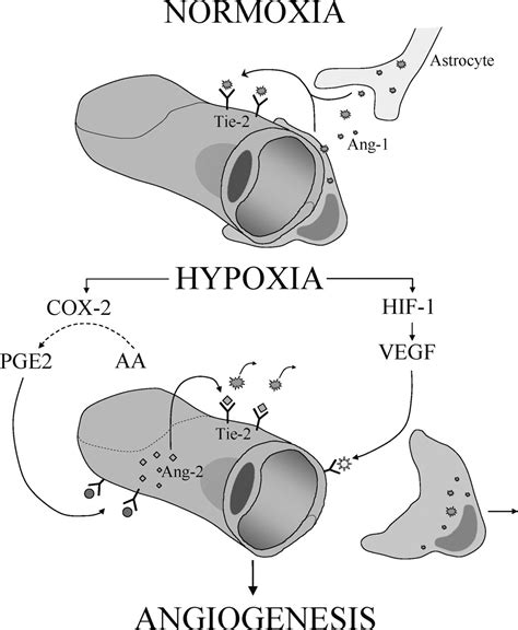 Chronic Hypoxia And The Cerebral Circulation Journal Of Applied