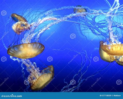 Jellyfish On The Move Stock Image Image Of Jellyfish 57718059