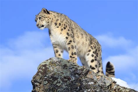 Snow Leopard On Mountain Ridge Stock Image Image Of Mammals
