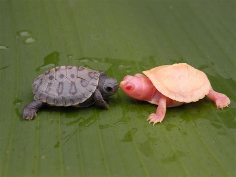 Albino Turtles