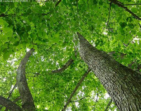 Диета лехмус атака Kuva: Lehmus puistossa - lehmus jalopuu puisto vihreä kesä Tilia Kuva: Lehmus puistossa - lehmus jalopuu puisto vihreä kesä Tilia Диета лехмус атака