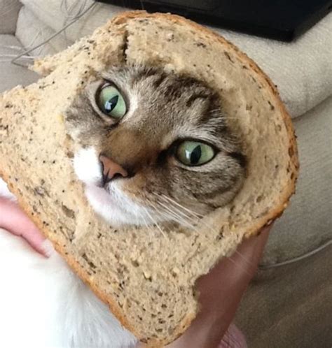 Breaded Cats What Will The Internet Think Of Next Cat Bread Cats