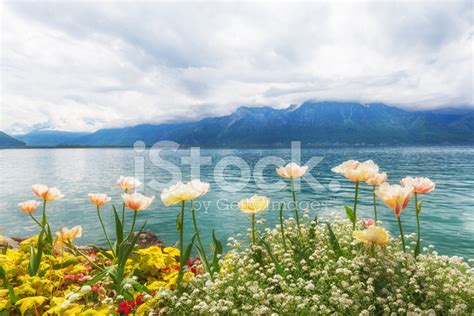 Flowers Near Lake Montreux Switzerland Stock Photo Royalty Free