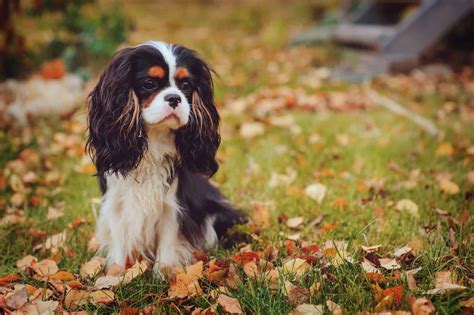 Cavalier King Charles Spaniel What You Need To Know K Web