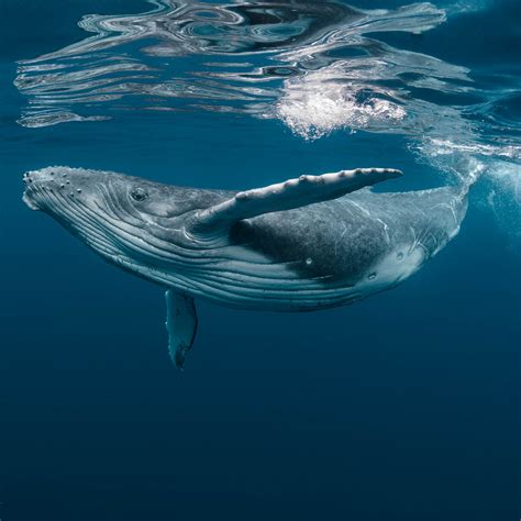 World Whale Day February 18 2024 National Today