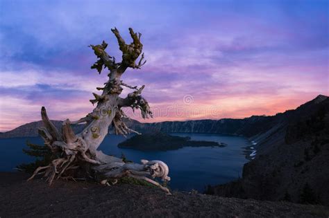 170 Tree Over Crater Lake Photos Free And Royalty Free Stock Photos