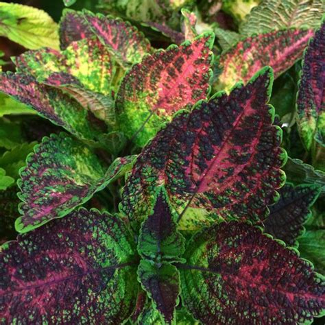 Tapestry Coleus Plant Growjoy Inc