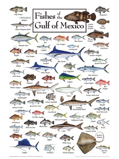 An ocean basin is simply any large. Fishes of the Gulf of Mexico Puzzle | Jigsaw Puzzles