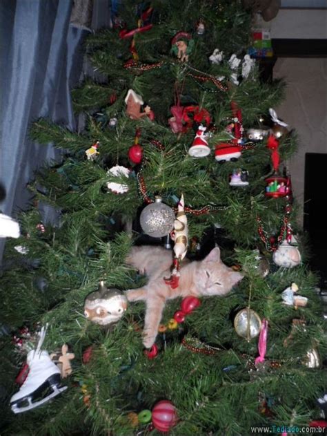 30 Gatos Que Ajuda A Decorar Arvore De Natal