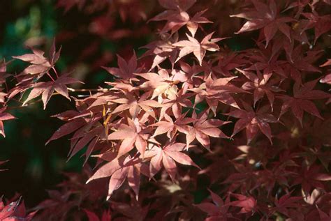 Japanese Maples Showing Fall Color Mississippi State