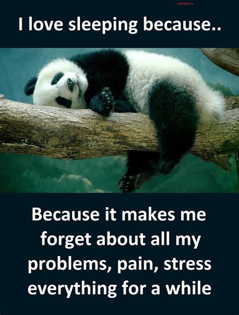 15 Panda Quotes Wallpapers Wallpapersafari