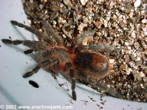 The male just became mature 2 weeks ago. Euathlus pulcherrimaklaasi - Blue femur beauty