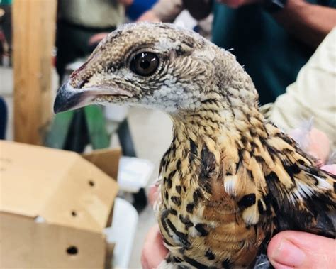 Missouri Brings In Ruffed Grouse From Wisconsin To Boost Local