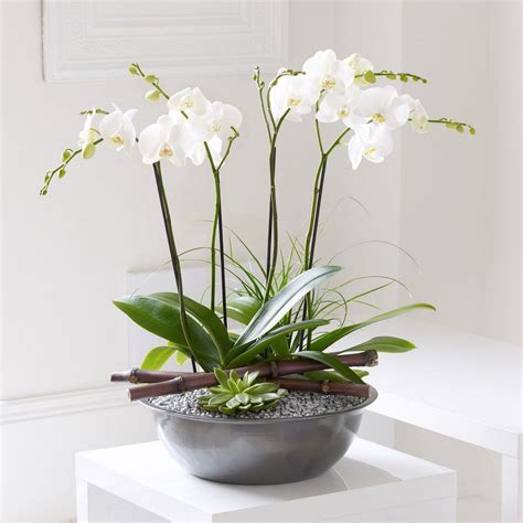 55 Best Orchid Arrangements With Succulents And Driftwood Decomagz Orchid Arrangements