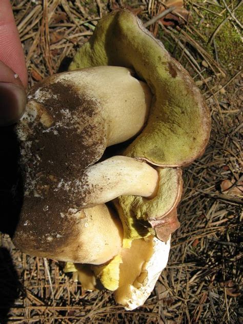 Sierra Nevada June 2010 Mushroom Hunting And