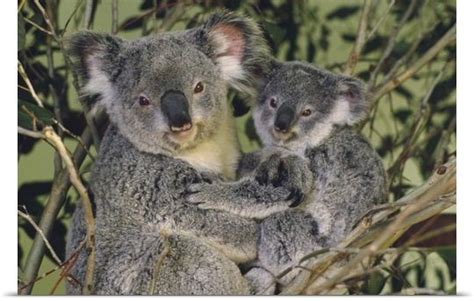 Koala Mother With Joey Eastern Temperate Australia Koala Bear Koala