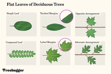 How To Identify Deciduous Trees By Their Leaves Vlr Eng Br