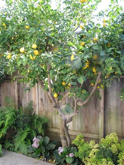Homemade Lemonade Is The Best Backyard Garden Design Citrus Trees