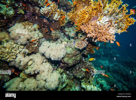 Red Sea Coral Reef Stock Photo Alamy