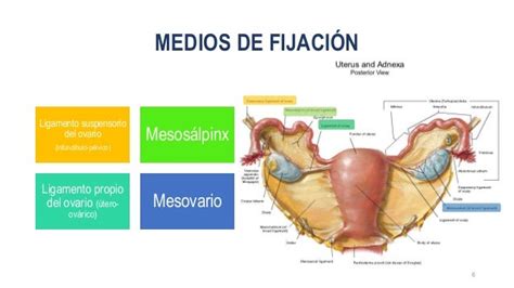 Anatomía Y Síntesis De Ovario
