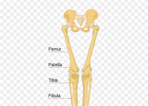 Human Leg Bone Diagram 31 Best Images About Anatomy On Pinterest