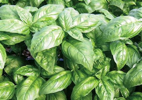 329 Best Herbs Images On Pinterest Health Benefits Herb Garden And