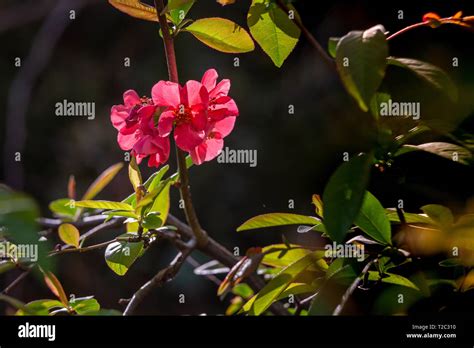 Blooming Quince Chaenomeles Japonica Flowers Stock Photo Alamy