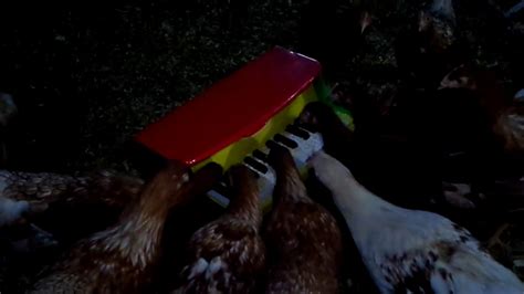 Chickens Playing Piano Youtube