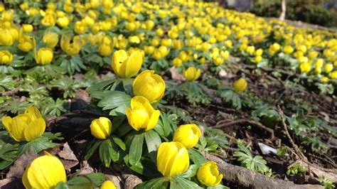 Great savings & free delivery / collection on many items. Top 5 Spring Flowering Bulbs - Nothing Ordinary Here ...
