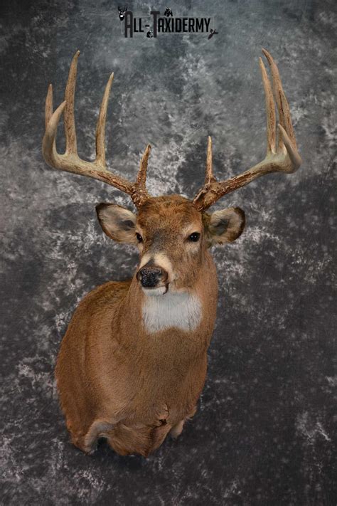 Whitetail Deer Mounts All Taxidermy