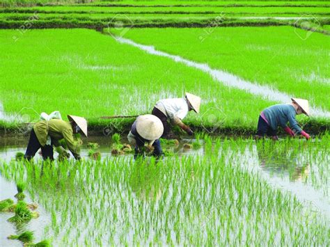 China farmland chinese labor rice paddies asia farming paddy farmer farm vietnam vietnam farms thai farmland country in vietnam asian rice fields. Stock Photo in 2020 | Rice paddy, Stock photos, Vietnam