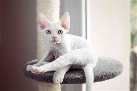 Devon Rex Cat Full Profile History And Care