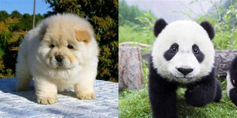 This Italian Circus Presented Chow Chow Puppies As Pandas