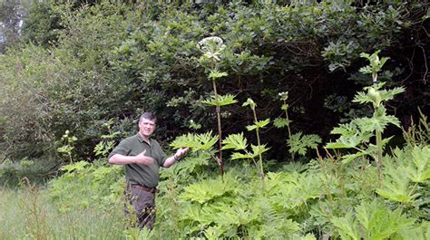 How To Identify Giant Hogweed Heracleum Mantegazzianum