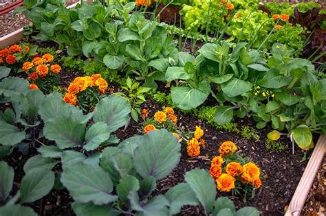 Apr 23, 2019 · on the other hand, if your soil is dense and heavy (think clay), you'll want to dig a hole that's wider and deeper than the root ball by about 50%. When and How to Plant Marigold Seeds | Gardener's Path