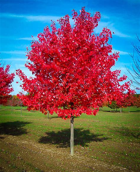 Red Sunset Red Maple Trees For Sale The Tree Center