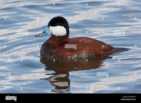 Male Ruddy Duck Stock Photo Alamy